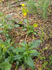 Calceolaria meyeniana, photograph (c) Cesar Ormazabal, some rights reserved (CC BY)