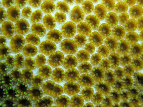 Dipsastraea pallida observed 2019-02-24