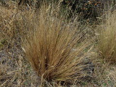 Festuca novae-zelandiae