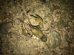 Lacunicambarus polychromatus