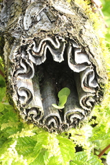 Cyathea