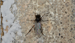 Bibio palliatus