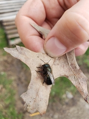 Osmia lignaria lignaria