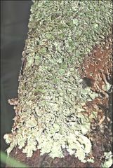 Flavoparmelia rutidota
