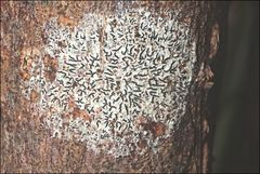 Halegrapha mucronata