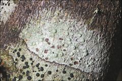 Pertusaria pertractata