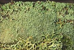 Neophyllis melacarpa