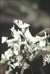 Ramalina inflata