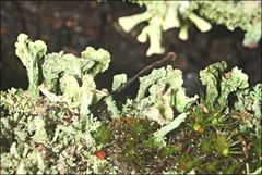 Thysanothecium scutellatum