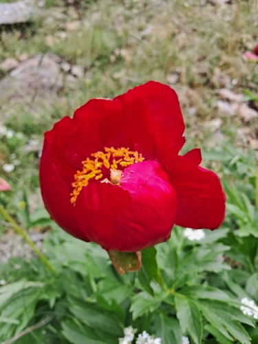 Balkan Peony