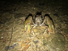 Lacunicambarus polychromatus