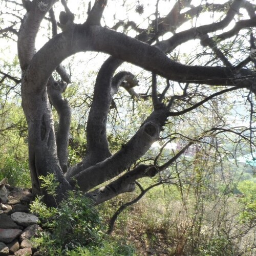 Bursera cuneata (Schltdl.) Engl.