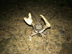 Lacunicambarus polychromatus