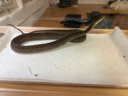 Garter Snake