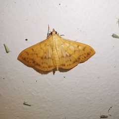 Patania balteata