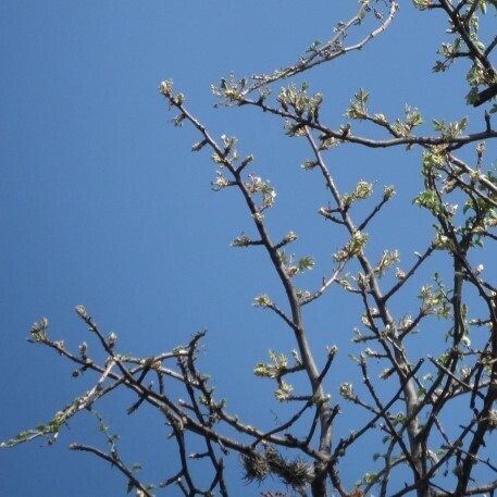 Bursera cuneata (Schltdl.) Engl. 2