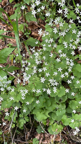 Saxifraga rotundifolia