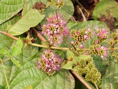 Callicarpa formosana