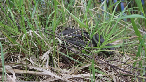 grass snake