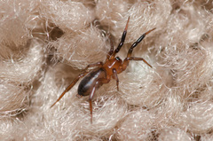 Drassyllus