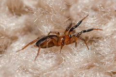 Drassyllus