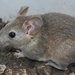 White-toothed Woodrat - Photo (c) Juan Cruzado Cortés, some rights reserved (CC BY-SA), uploaded by Juan Cruzado Cortés