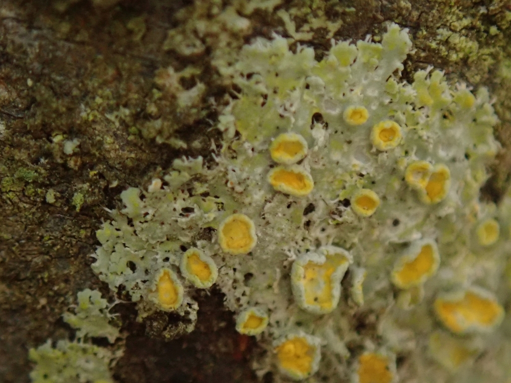 New Zealand Sunburst Lichen