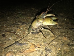 Lacunicambarus polychromatus