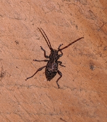 Plectrura spinicauda