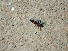 Coccinella transversalis