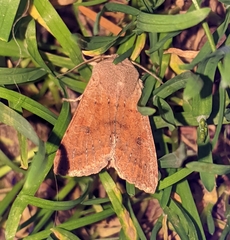 Orthosia pacifica