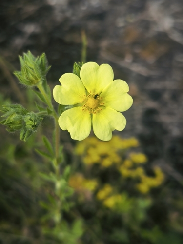 sulphur cinquefoil