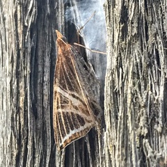 Phrataria transcissata