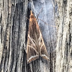 Phrataria transcissata