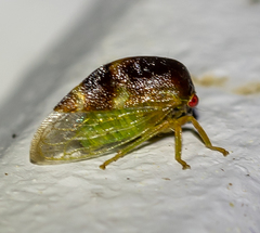 Cyrtolobus tuberosus