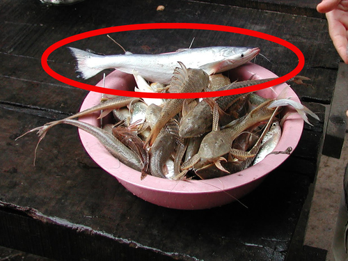Hypophthalmus edentatus