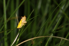 Dendropsophus triangulum