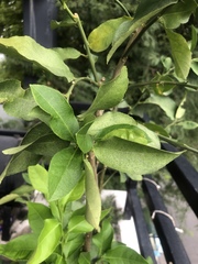 Angiospermae