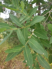Angophora subvelutina