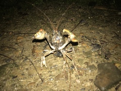 Lacunicambarus polychromatus