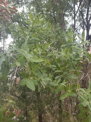Angophora subvelutina