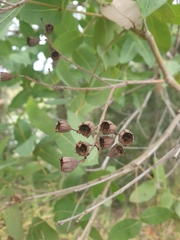 Angophora subvelutina