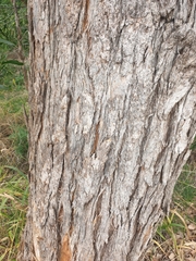 Angophora subvelutina