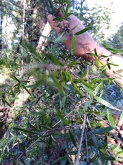Coprosma linariifolia