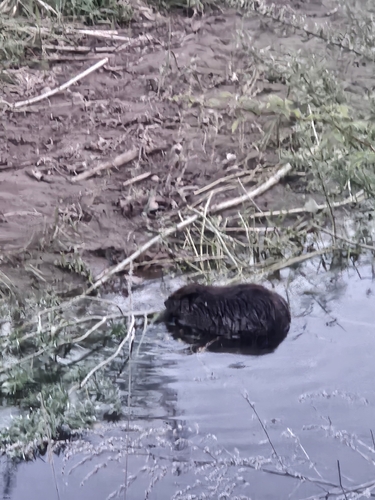 animal observation 2