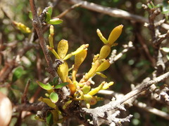 Korthalsella clavata