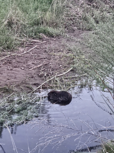 animal observation 3