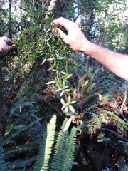 Coprosma linariifolia