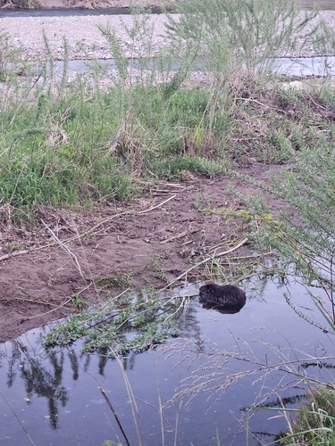 animal observation 4