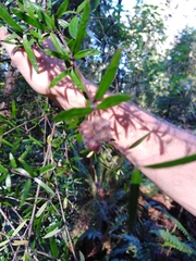 Coprosma linariifolia